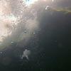 Picture taken during the dive