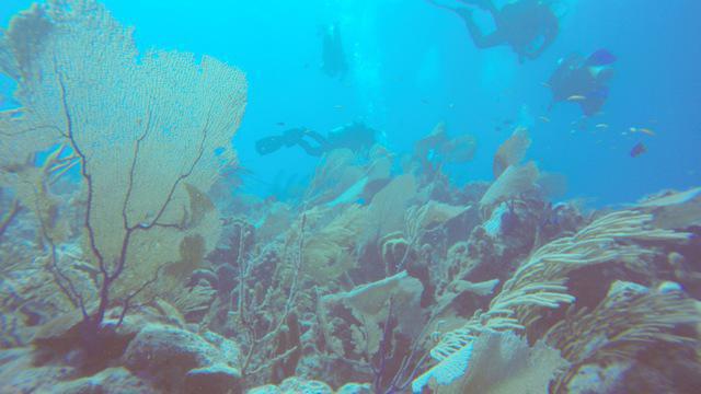 Diving in Islas Turcas y Caicos, Salt Cay - By Jeroam