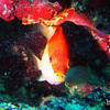 Picture taken during the dive