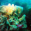 Picture taken during the dive