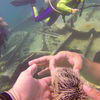 Picture taken during the dive