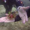 Picture taken during the dive