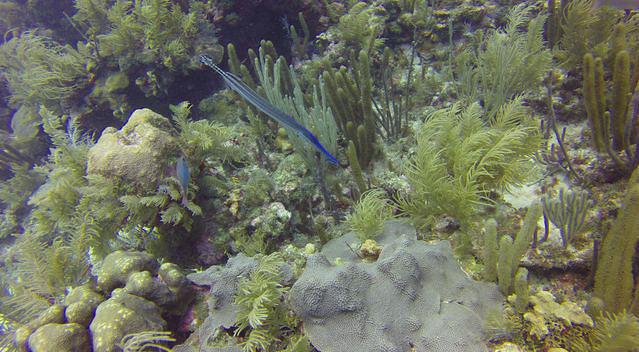 Blue Life - Dive Center in Colombia