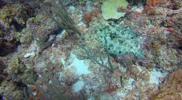 Ocean Encounters Curacao - Dive Center in Netherlands Antilles