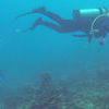 Picture taken during the dive