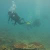 Picture taken during the dive