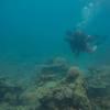 Picture taken during the dive