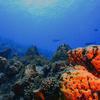 Picture taken during the dive