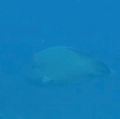 TOP DIVE-Tahiti InterContinental - Dive Center in Polinesia Francesa
