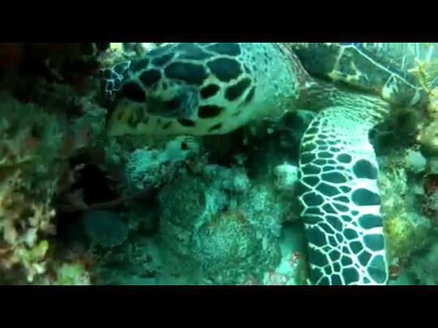 Bahia Divers - Dive Center in Mexico