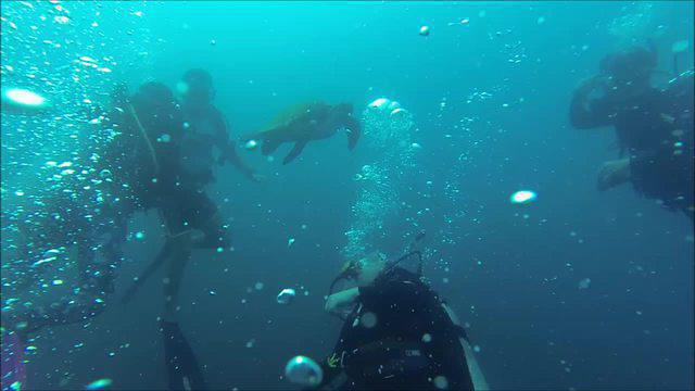 Pé De Pato - Dive Center in Brazil