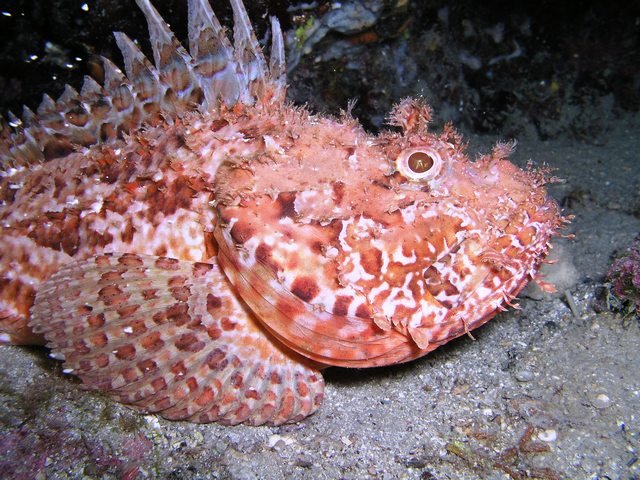 MOBY Dick Divingcenter - Dive Center in Croatia