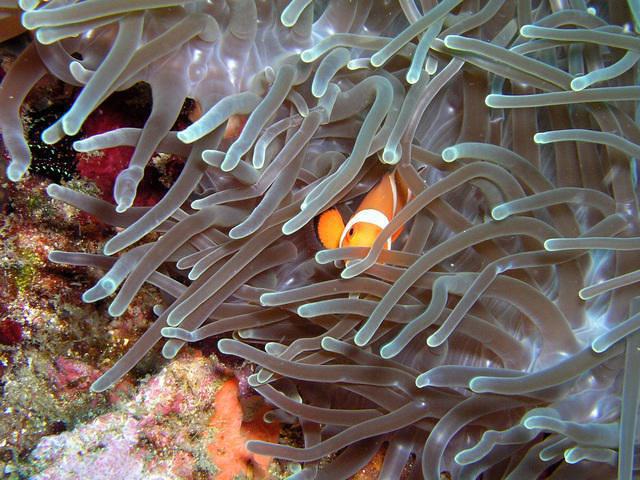 Bali Crystal Divers - Dive Center in 印度尼西亚