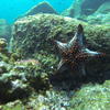 Picture taken during the dive