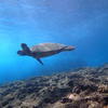 Picture taken during the dive