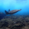 Picture taken during the dive