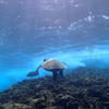Picture taken during the dive