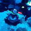 Picture taken during the dive