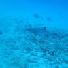 Picture taken during the dive