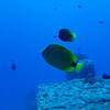 Picture taken during the dive
