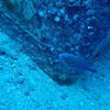 Picture taken during the dive