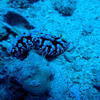 Picture taken during the dive
