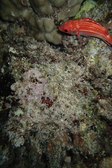 Honolulu Dive Club - Dive Club in United States