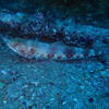 Picture taken during the dive