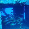 Picture taken during the dive