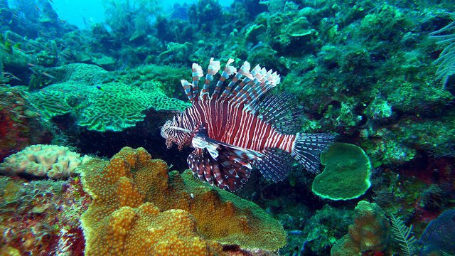 Diving in Belize, Turneffe Atoll - By Sharkyrider