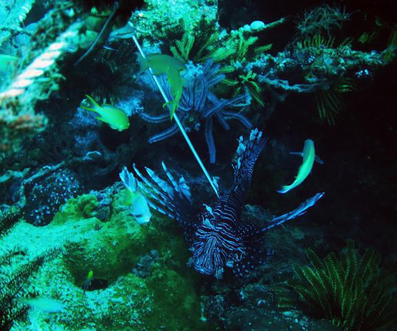 Camiguin Action Geckos - Dive Center in Philippines