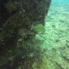 Picture taken during the dive