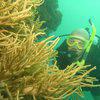 Picture taken during the dive