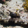 Picture taken during the dive
