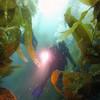Picture taken during the dive