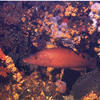 Picture taken during the dive
