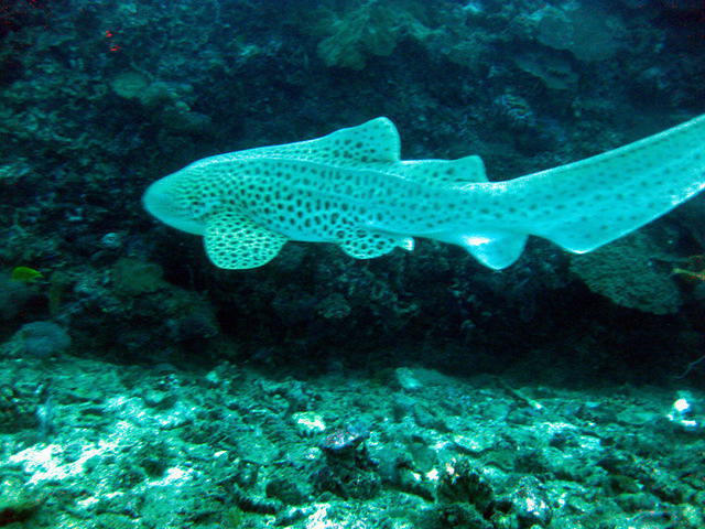 Moskito Diving Center - Dive Center in Thailand