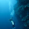 Picture taken during the dive
