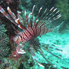 Picture taken during the dive