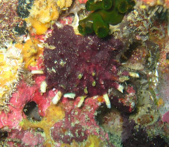 Sail Rock Divers - Dive Center