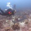Picture taken during the dive