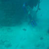 Picture taken during the dive