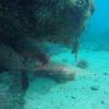 Picture taken during the dive