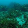 Picture taken during the dive