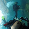 Picture taken during the dive