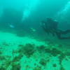 Picture taken during the dive