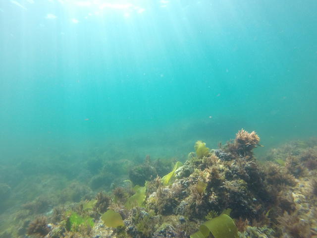Buceo Ciesub S.L. - Dive Center in Spain