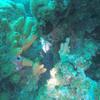 Picture taken during the dive