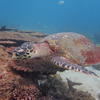 Picture taken during the dive