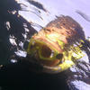 Picture taken during the dive
